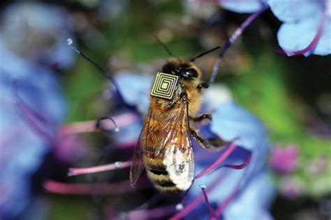 rfid tracking bees|instrumentation of honey bees.